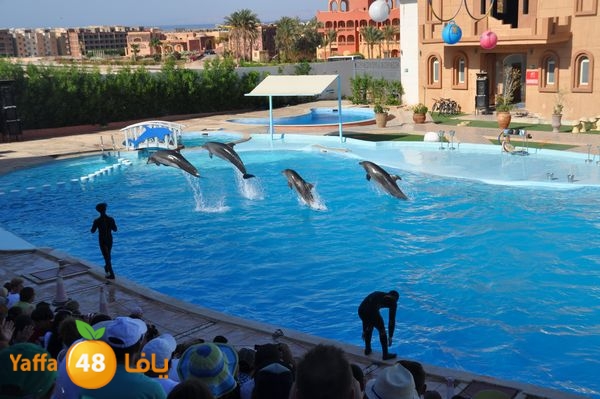 sharm el skhekh 707  (87).JPG